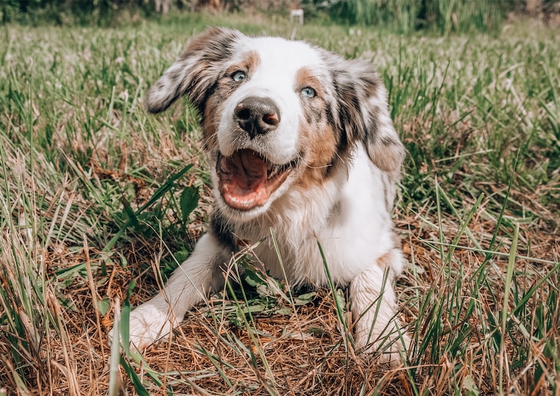 When to Adjust and Refine the CBD Dosage for Your Dog