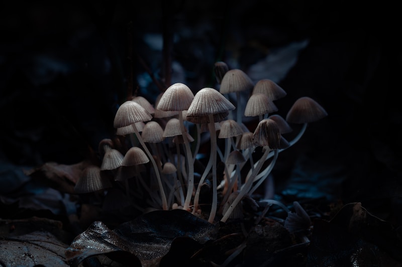 The Benefits of Magic Mushroom Gummies: A Comprehensive Guide